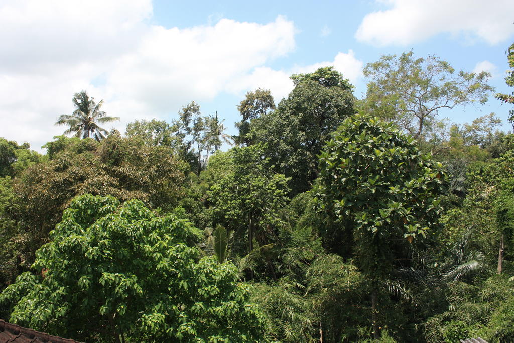 Budi Ubud