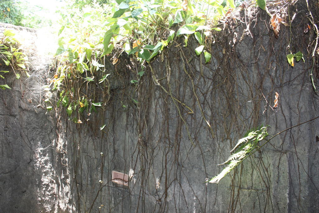Budi Ubud
